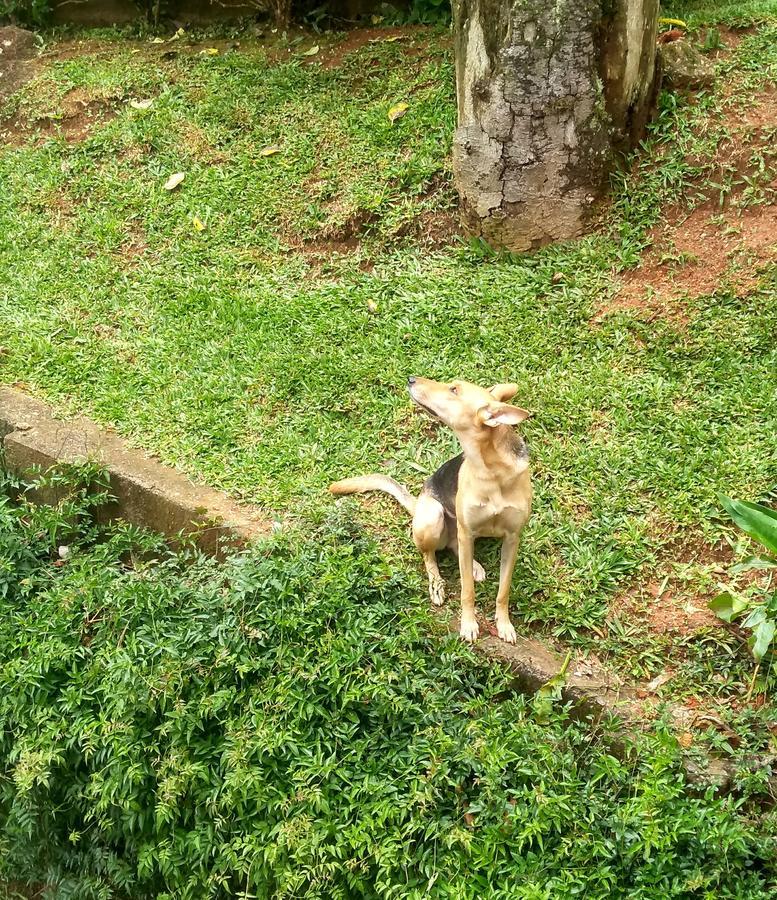 Nas Nuvens Hospedaria Monte Verde  Ngoại thất bức ảnh